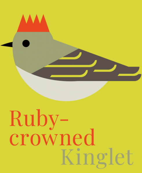 Ruby-crowned Kinglet